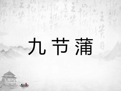 九节蒲