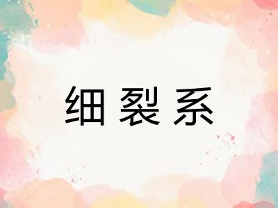 细裂系