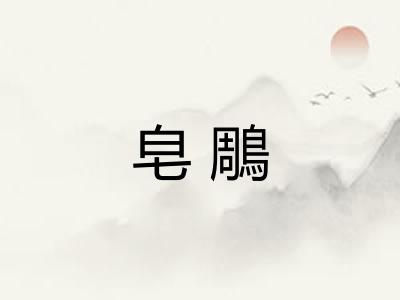 皂鵰