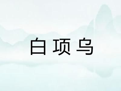 白项乌