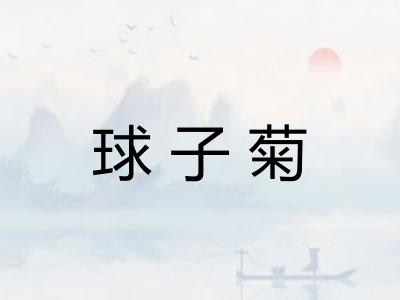 球子菊