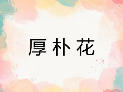 厚朴花
