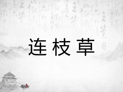 连枝草 连枝草