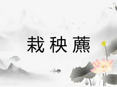 栽秧藨