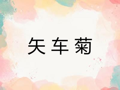 矢车菊