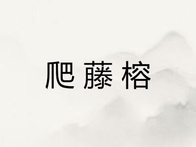 爬藤榕