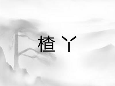 楂丫