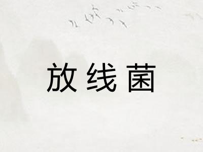 放线菌