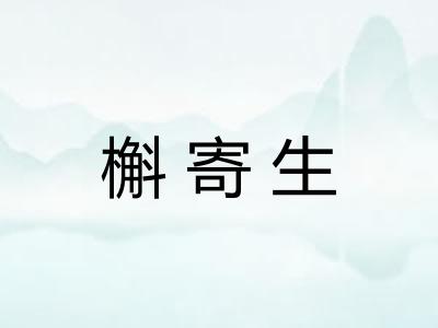 槲寄生