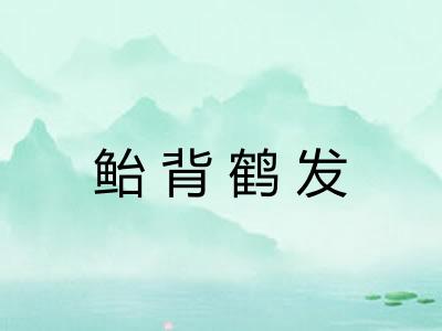 鲐背鹤发