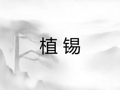 植锡
