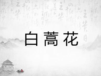 白蒿花