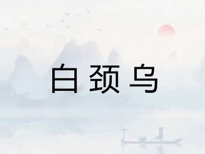 白颈乌