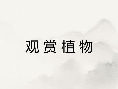 观赏植物