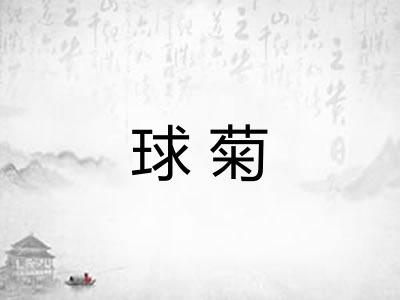 球菊 球菊