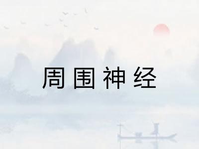 周围神经