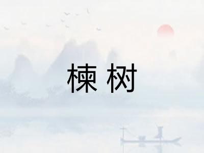 楝树