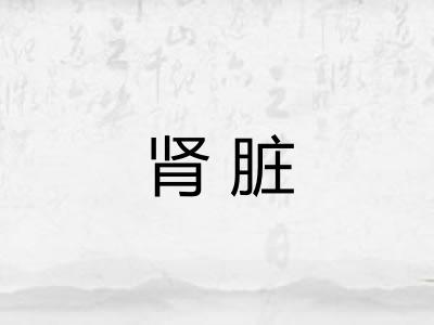 肾脏